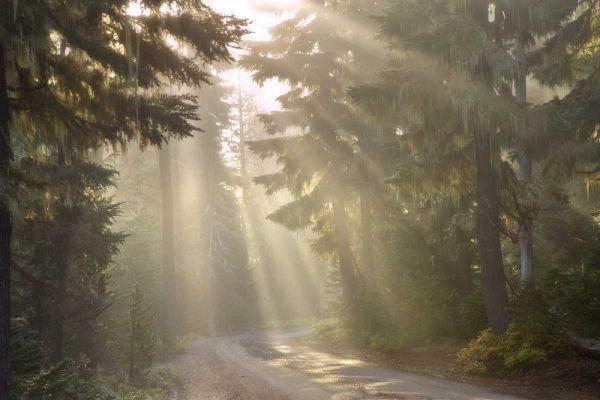 OR, Willamette NF God rays illumine foggy forest